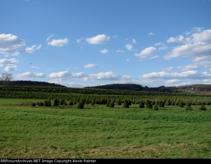 Christmas tree farm